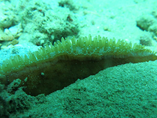 Coral Species मूंगा प्रजाति चर्चा में केसे